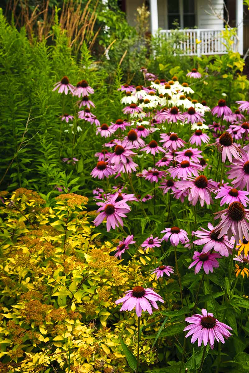 A vertical close up of a flower garden, designed to attract pollinators, with purple coneflowers. In the background is a house in soft focus.