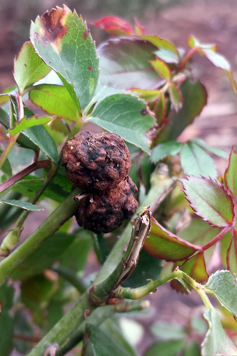 A close up vertical picture of a rose stem suffering from crown gall, with a large brown mass growing on the stem.