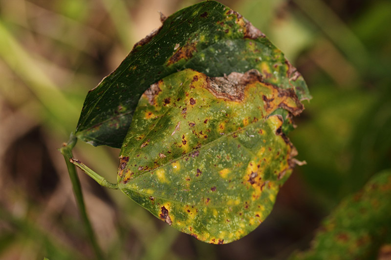 A close up of leaves infected with a fungal disease and turning brown around the edges.