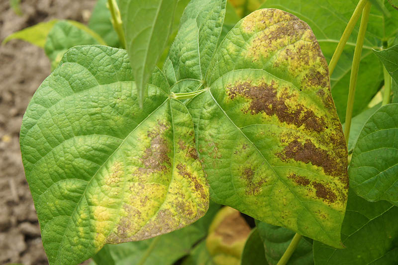 A close up of the foliage of Phaseolus vulgaris infected by a disease causing the leaves to turn yellow and brown.