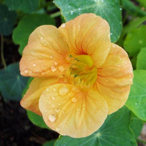 15 of the Best Nasturtium Varieties | Gardener's Path