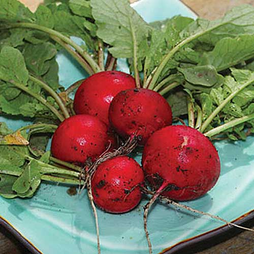A close up of 'Early Scarlet Globe' radishes freshly harvested from the garden with soil and greens still attached, set on a blue plate.