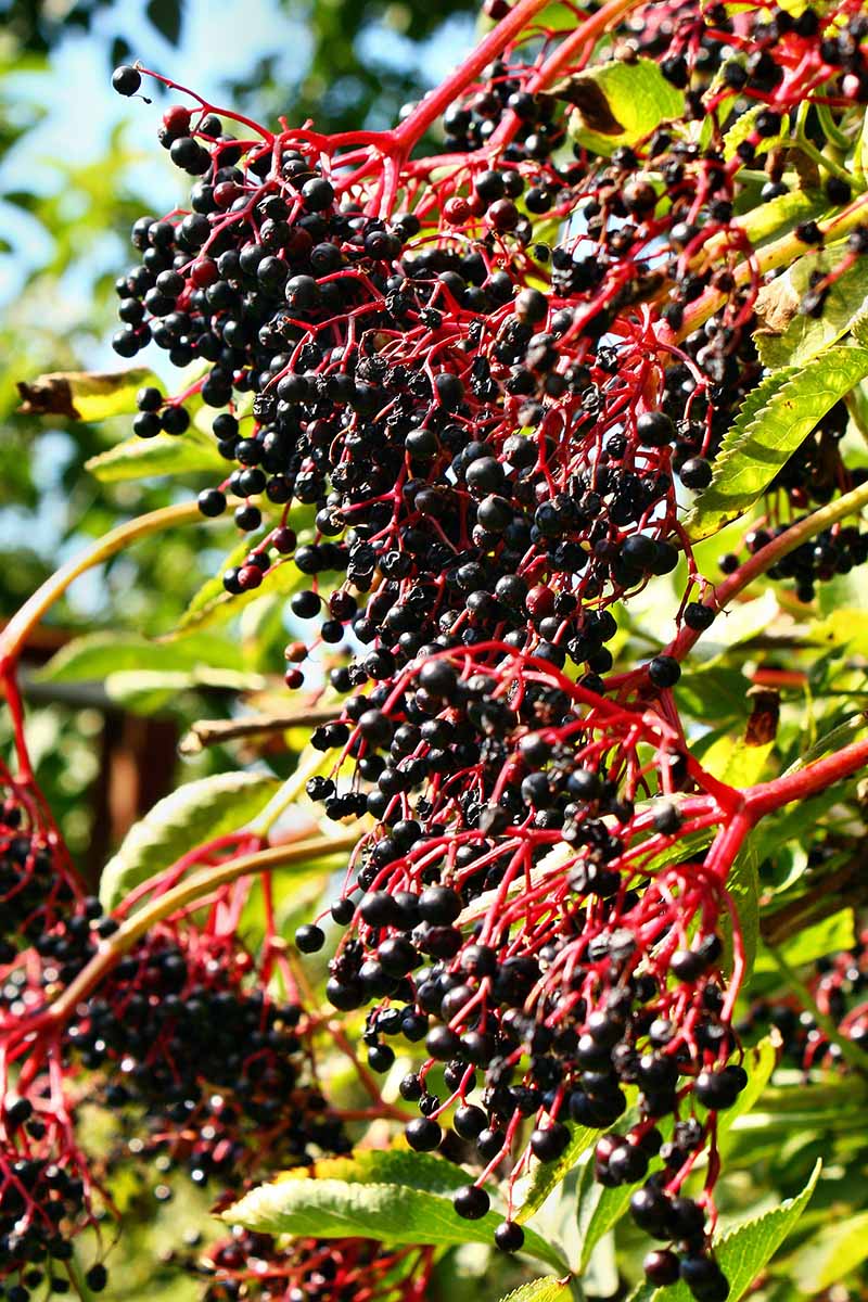 A close up of the clusters of ripe fruit of Sambucus nigra pictured in bright sunshine on a soft focus background.