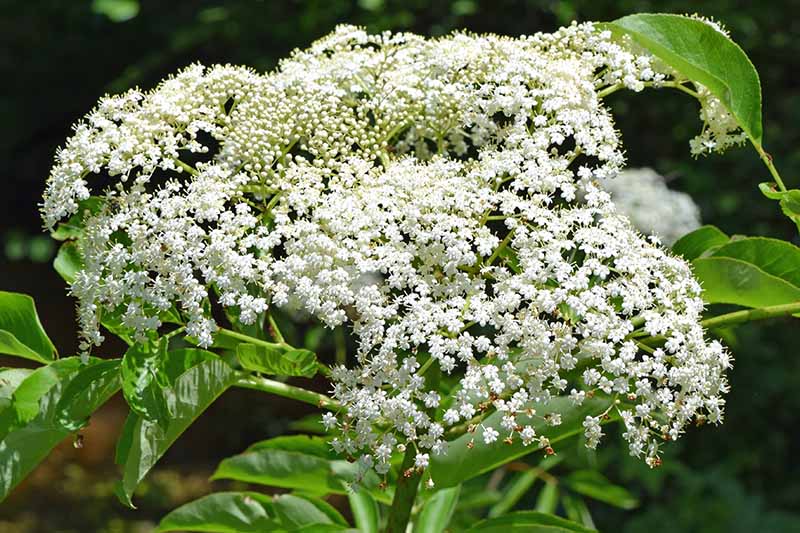 A close up of the delicate white flowers of the Sambucus nigra shrub, pictured in bright sunshine on a soft focus background.
