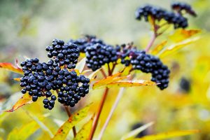 A close up of the ripe, dark purple fruits of Sambucus nigra in autumn sunshine with yellow foliage on a soft focus background.