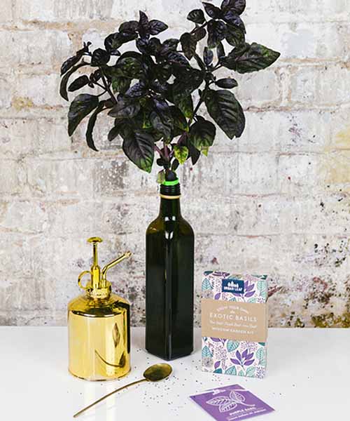 A dark colored bottle containing a dark basil plant set on a white surface with a white brick wall in the background. To the left of the frame is a small brass mister and spoon, and to the left is a small box.