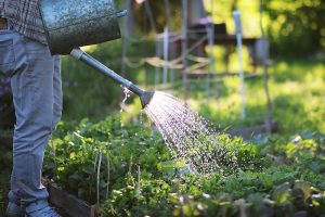 A close up of a gardener on the left of the frame holding a metal watering can and irrigating a raised vegetable garden in the light sunshine, on a soft focus background.