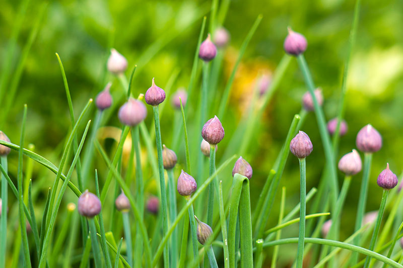A close up of flowering chives with green stems and purple buds growing in the garden on a soft focus background.