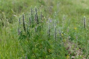 A close up of motherwort growing in a field, with upright stems and small flowers on a soft focus background.