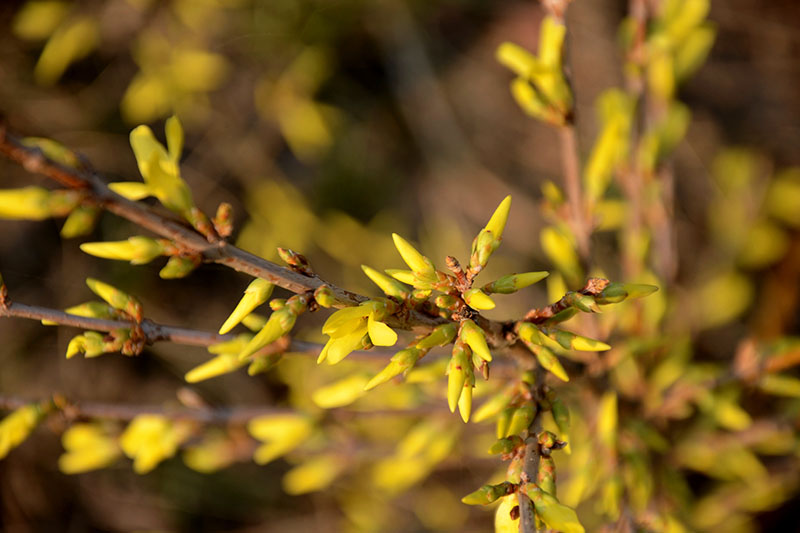 A close up of a woody stem with bright yellow flower buds ready to open in the springtime, pictured in bright sunlight on a soft focus background.