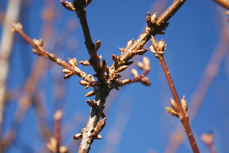 A close up of woody branches with small flower unopened flower buds growing in the garden with blue sky in the background.