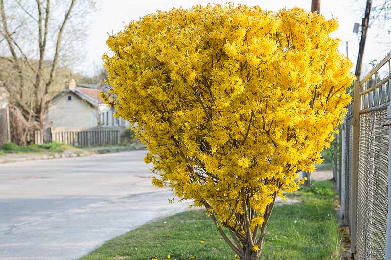A close up of a well pruned forsythia bush in full bloom with bright yellow flowers outside of a fence, by the side of a street with a house in soft focus in the background.