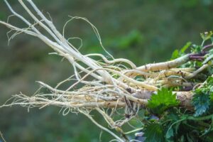 A close up of a freshly harvested stinging nettle root that has been cleaned, on a green soft focus background.