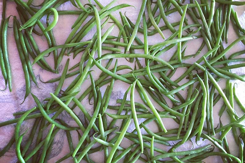A close up of freshly harvested green beans on a light colored surface.