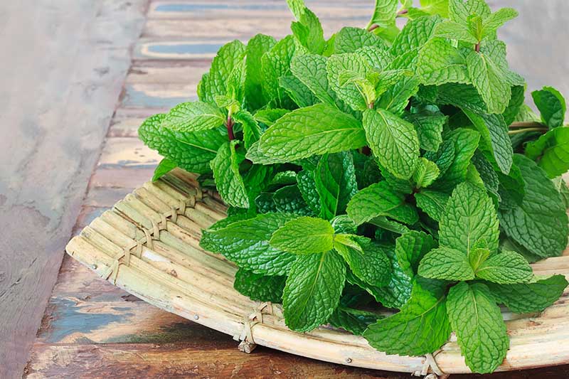 A close up of freshly harvested Mentha leaves on a bamboo tray set on a wooden surface.