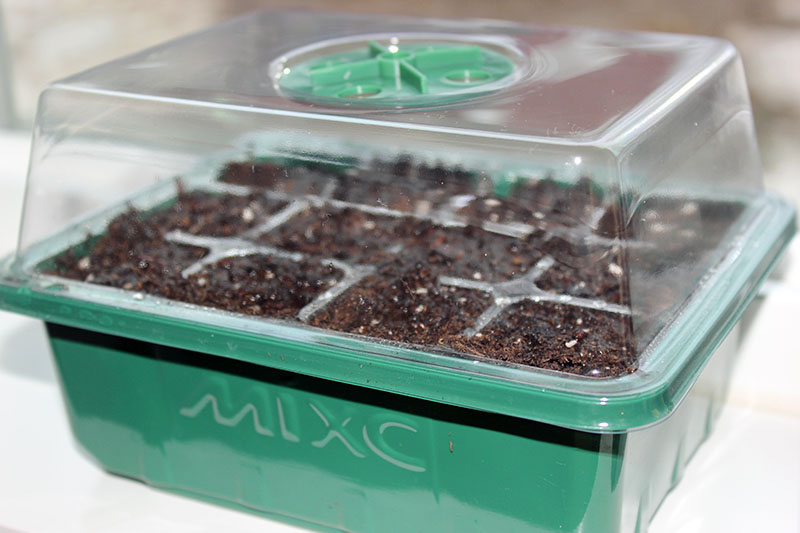 A close up of a seedling tray with a plastic humidity cover for germinating seeds.