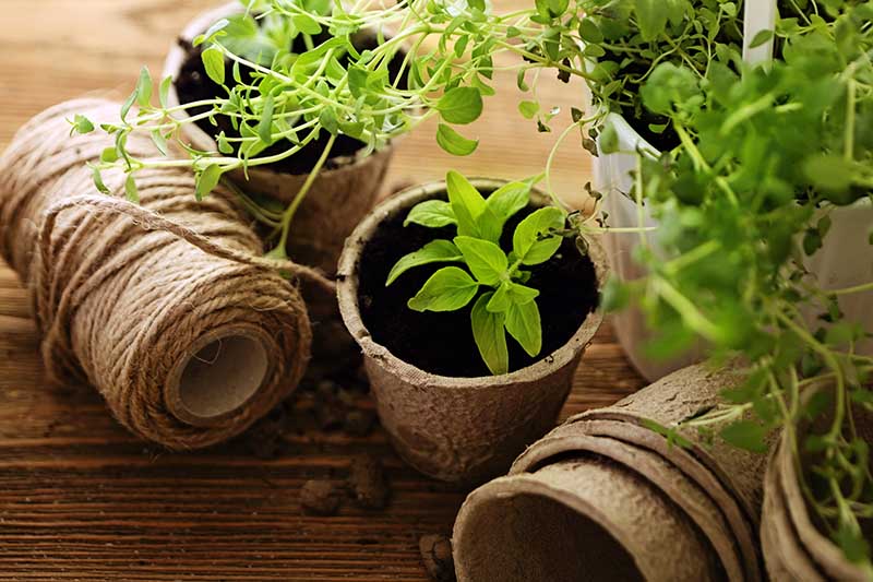 A close up of small coir pots containing herb seedlings and a white pot with some string set on a wooden surface.