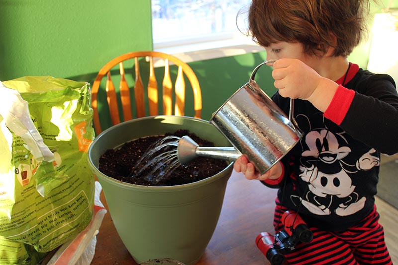 A close up of a young boy holding a small metal watering can pouring water into a small green pot containing rich soil.