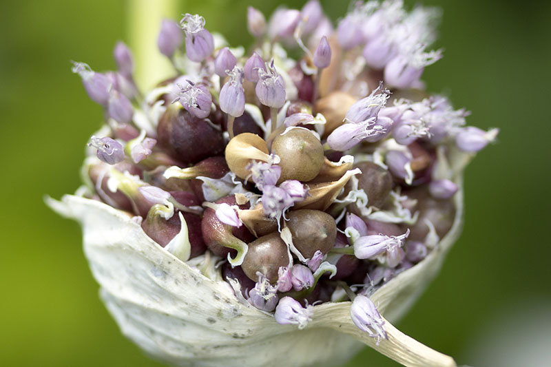 A close up of Allium sativum inflorescence showing small purple flowers and developing bulbils on a green soft focus background.