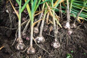 A close up of freshly harvested garlic bulbs with the roots and foliage still attached set on soil.