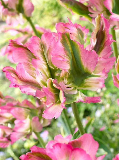 Close up of the pink and green flowers of the 'Green Wave' Parrot Tulip.
