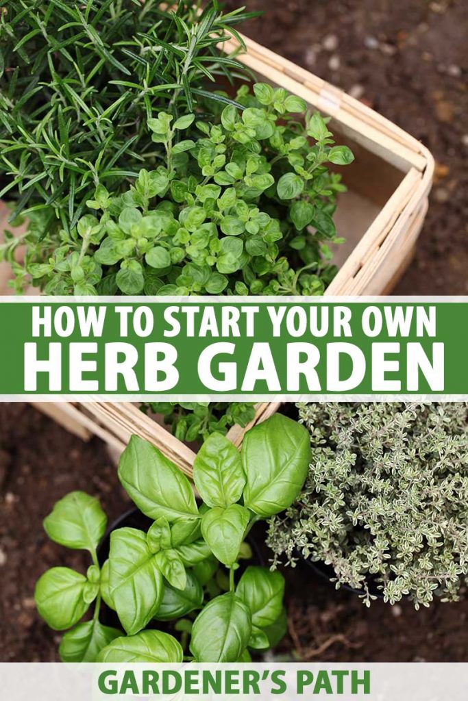 Grow & Decorate Your Own Cooking Herbs Garden Basil Oregano Parsley for Pizza 