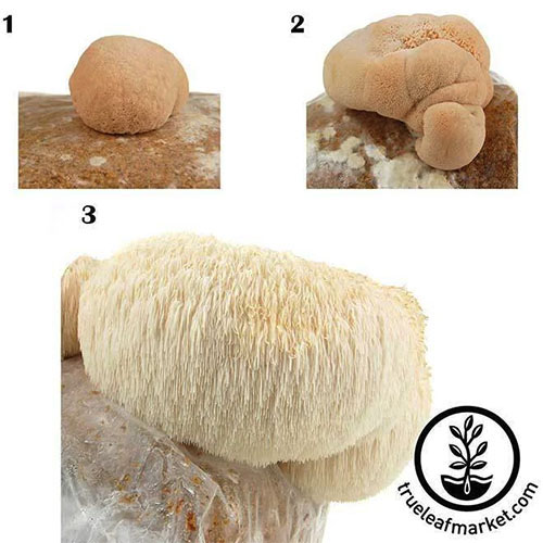A close up of the three step process for the development of the Lion's Mane mushroom on an indoor growing block. To the bottom right of the frame is a black circular logo and text.