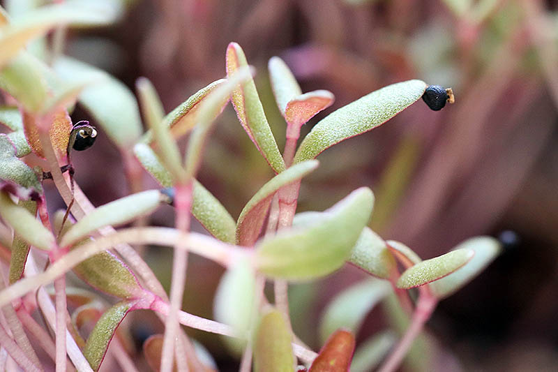 A close up of the small shoots of Portaluca oleracea growing indoors on a soft focus background.