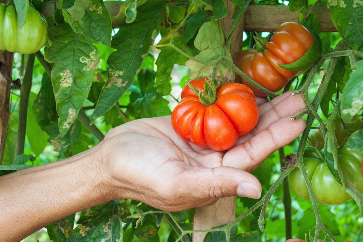 Close up of a human hand cupping red beefsteak style tomatoes on the vine.