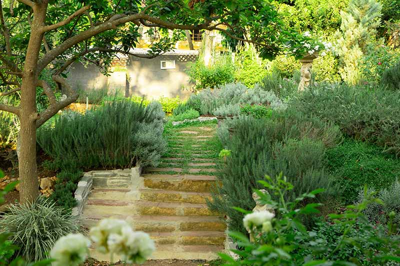A garden scene with stone steps and herbs growing under mature trees in light sunshine.