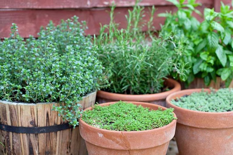 How to Start Your Own Herb Garden | Gardener's Path