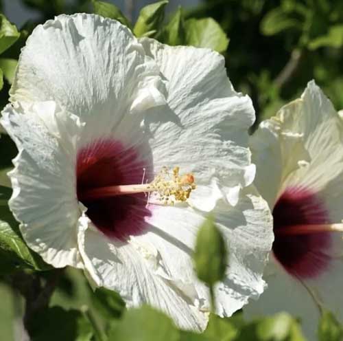 Close up of the bloom of a 'Luna White' Hibiscus.