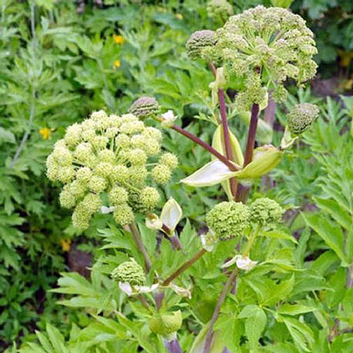 A close up of the flowers of the 'Holy Ghost' variety of Angelica archangelica, growing in the garden on a soft focus background.