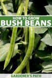 How to Plant and Grow Bush Beans | Gardener’s Path