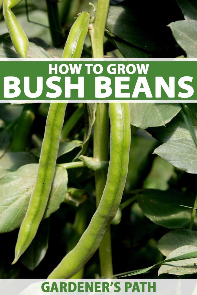 A vertical close up of bush beans ready for harvest, pictured in bright sunshine. To the center and bottom of the frame is green and white text.