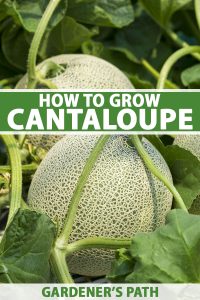 How to Plant and Grow Cantaloupe | Gardener’s Path