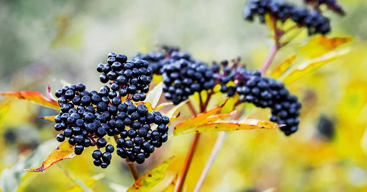 Image of Black lace elderberry bush with ripe berries