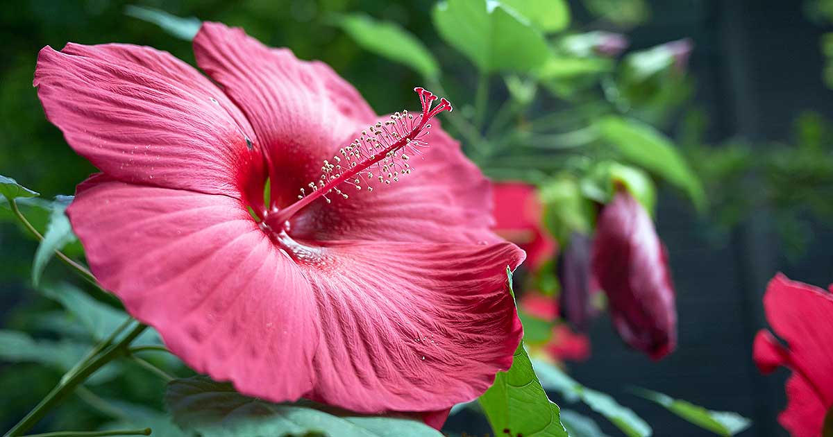 Image of Hardy hibiscus flower
