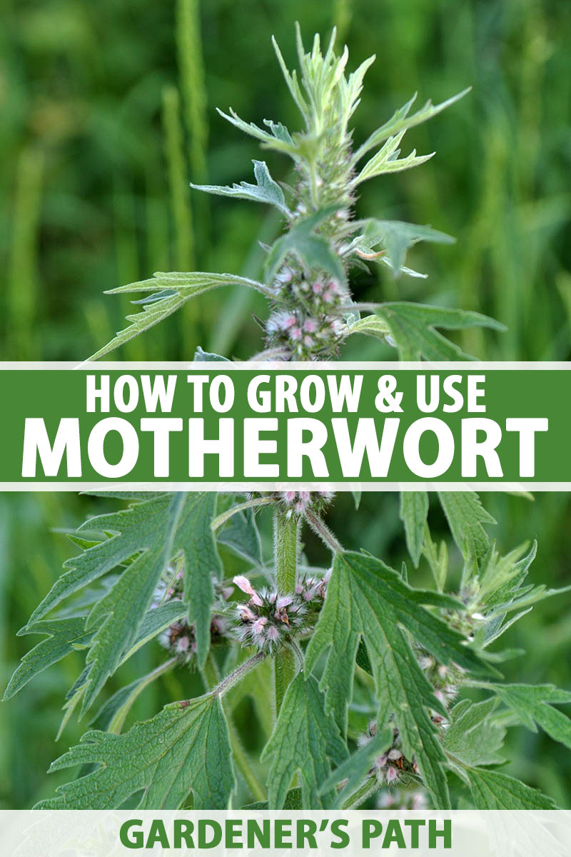 how to grow and use motherwort | gardener's path