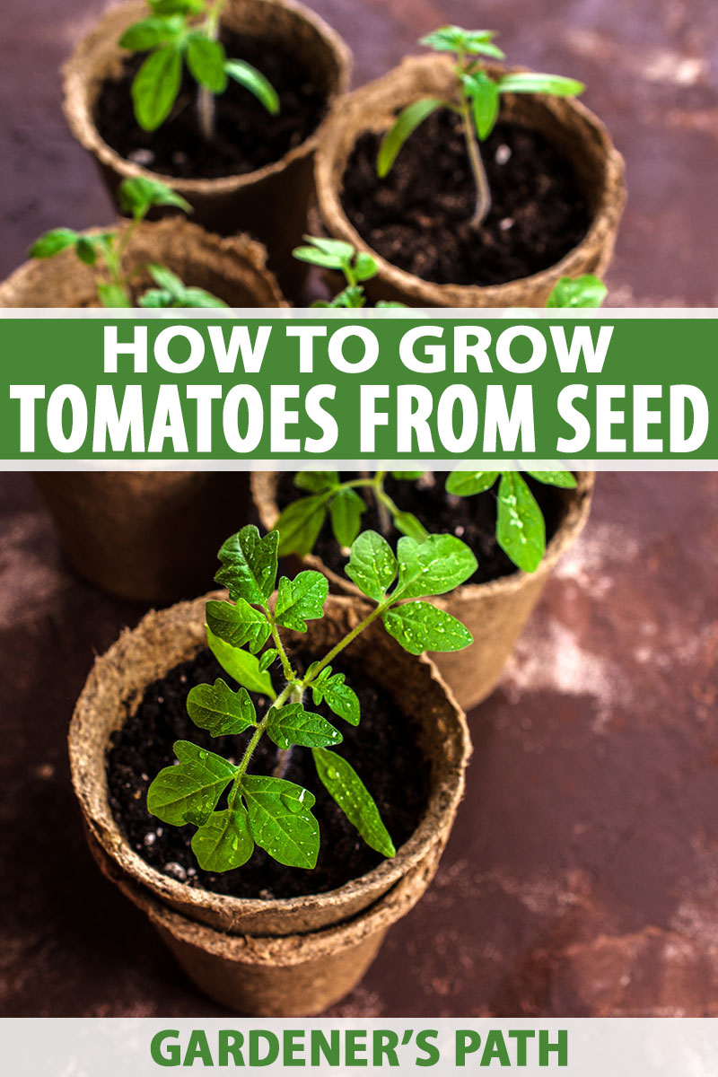 Eksisterer gennemskueligt Normalisering How to Grow Tomatoes From Seed in 6 Easy Steps | Gardener's Path