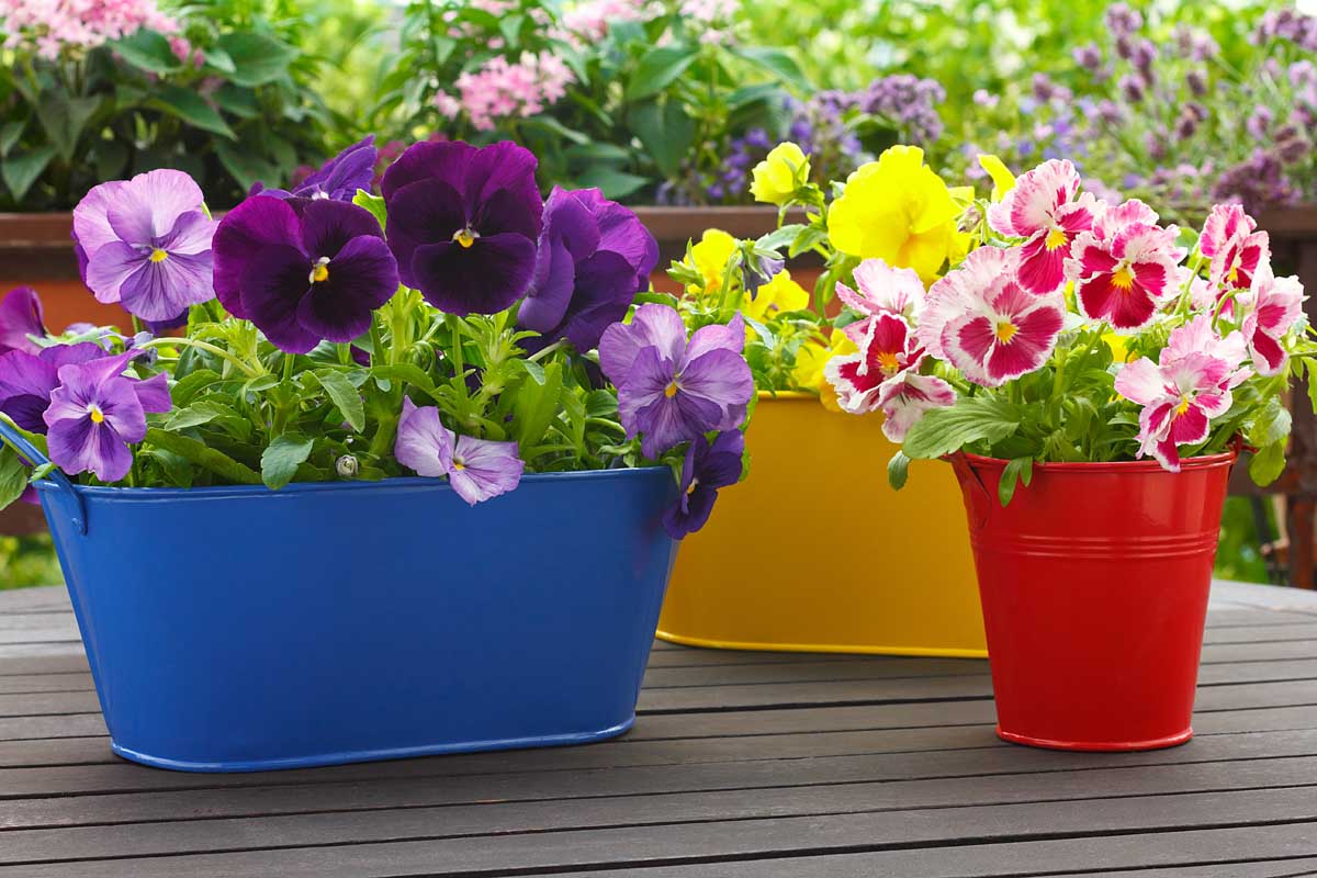 A collection of colorful metal pots with a variety of violet flowers in bloom, set on a wooden surface, with a garden scene in soft focus in the background.