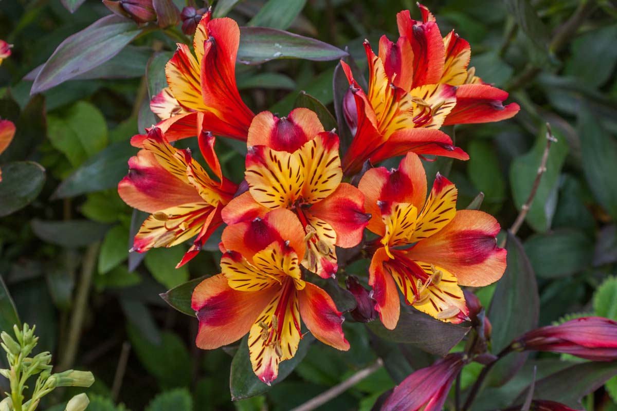 Orange and red flowers of Alstroemeria Indian Summer Peruvian lily flowers.