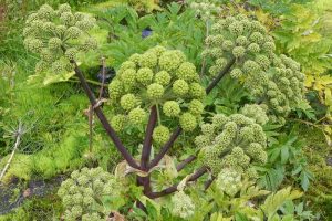 How to Grow and Care for Angelica