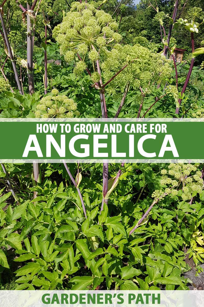 How To Grow Angelica Gardener S Path