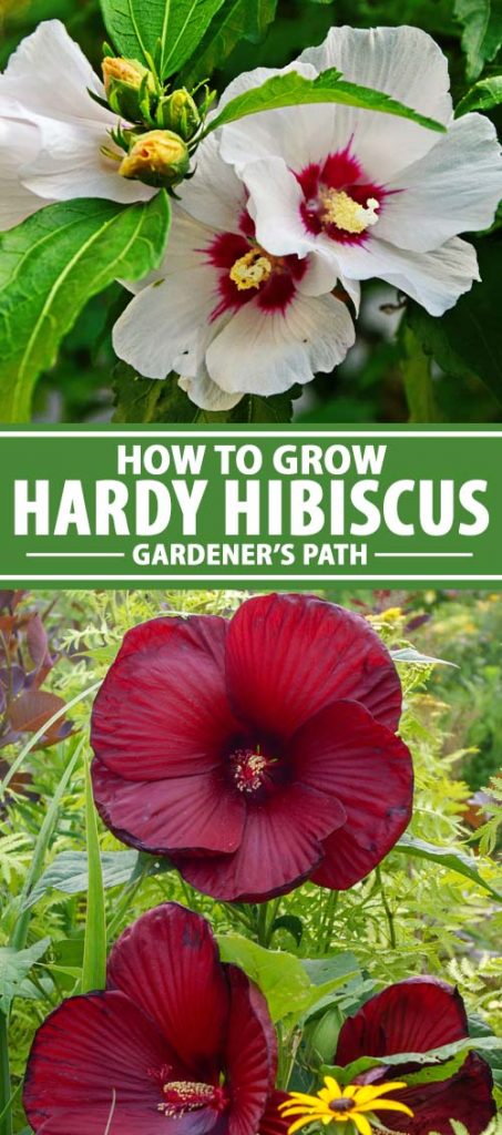 Hardy hibiscus shrub care