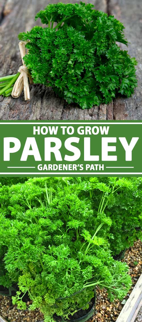 How to Plant and Grow Parsley Pin 4 - چگونه از نشاء جعفری مراقبت نماییم ؟