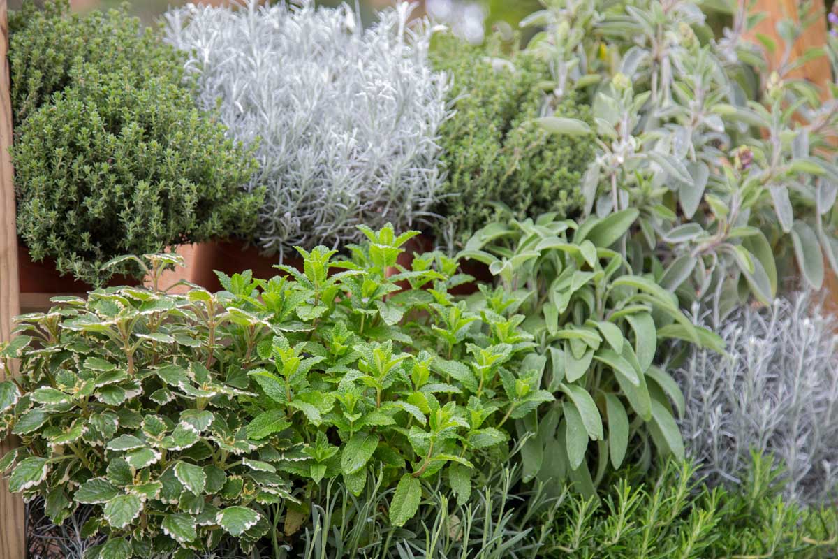 A garden scene of fresh herbs growing outdoors in terra cotta pots.