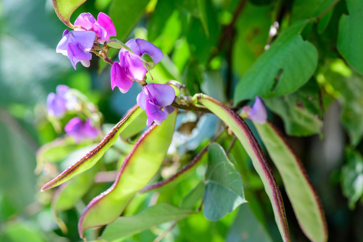 A close up of a Lablab purpureus vine growing in the garden, with large green leaves, purple flowers, and green seed pods, in bright sunshine.