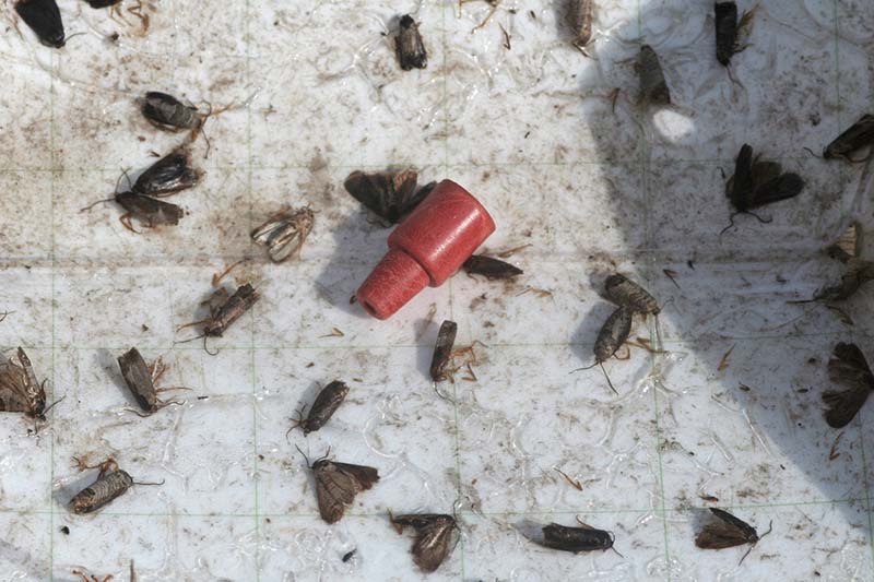 A close up of moths trapped on a sticky surface with a lure in the center as part of an integrated pest management strategy.