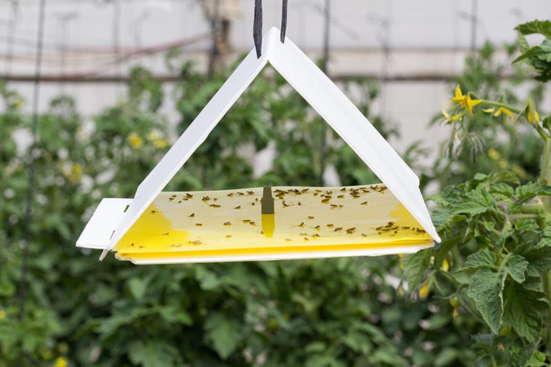 A close up of a white insect trap hanging amongst vegetables in a greenhouse with a lure in the center.